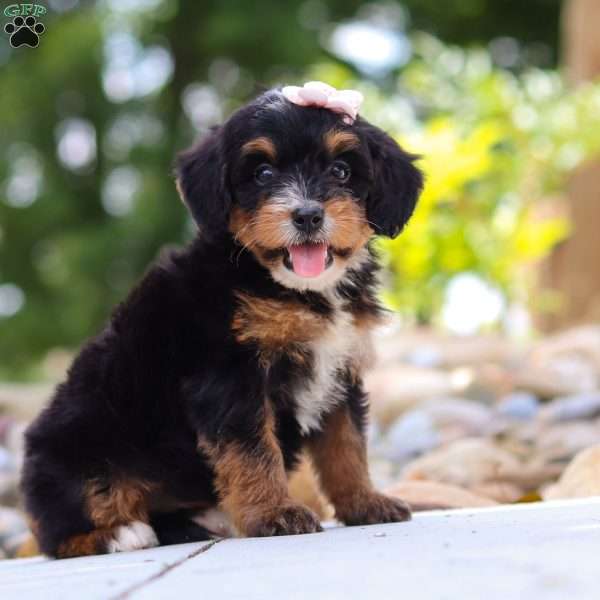 Sweet Caroline, Mini Bernedoodle Puppy